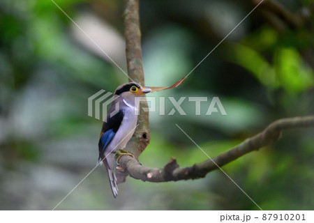 silver-breasted broadbill bird Taking dry wood to make a nest 87910201
