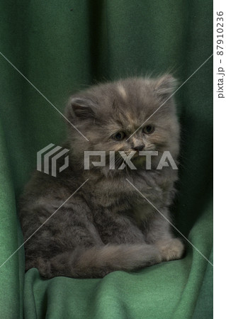 Cute grey kitten on white background Cute grey kitten on white background 87910236