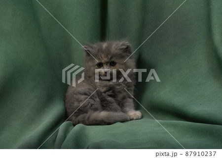 Cute grey kitten on white background 87910237