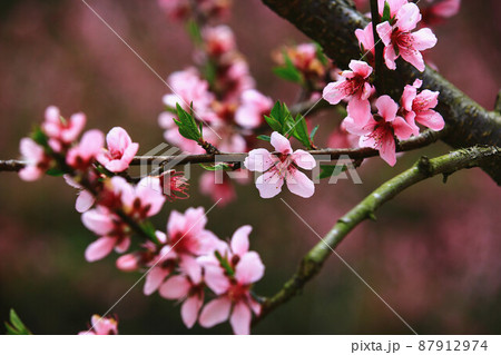 モモの花 はなもも 桃花 87912974