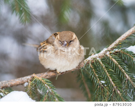 Sparrow sits on a fir branch with snow in winter Sparrow sits on a fir branch with snow in winter 87913010