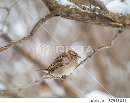 Sparrow sits on a branch without leaves. Sparrow sits on a branch without leaves. 87913011