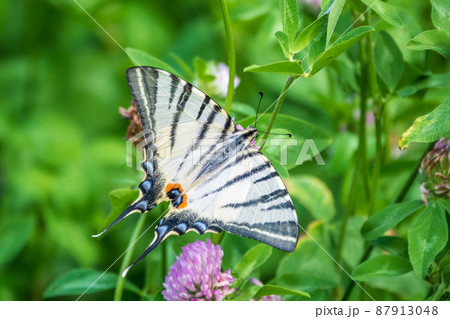 Beautiful Butterfly Scarce Swallowtail, Sail Swallowtail, Pear-tree Swallowtail, Podalirius. Latin name Iphiclides podaliriu. Butterfly collects nectar on flower. 87913048
