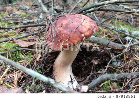 the white hogweed mushroom grows in the forest under the moss. Mushroom with a white leg brown cap. Edible mushrooms 87913961