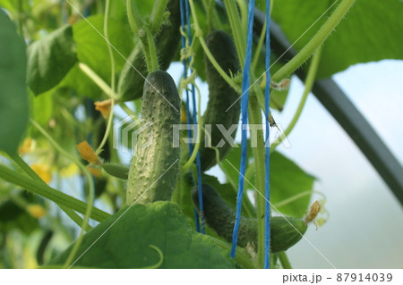 green young cucumber grows on green borage. Growing vegetables. Plant care. Food safety food supply vitamins healthy food 87914039