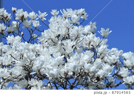 ハクモクレン 87914563