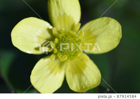 ケキツネノボタン 87914584