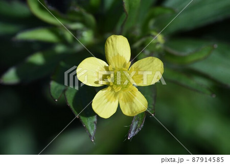 ケキツネノボタン 87914585