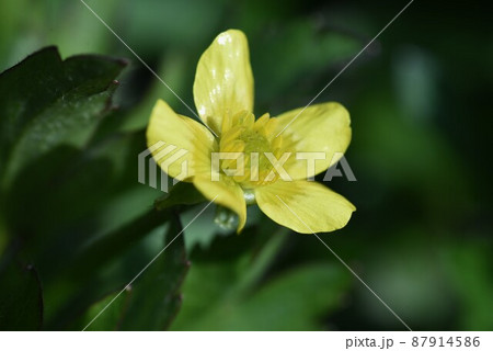 ケキツネノボタン 87914586