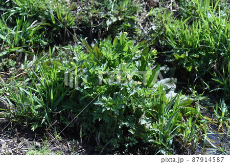 ケキツネノボタン 87914587