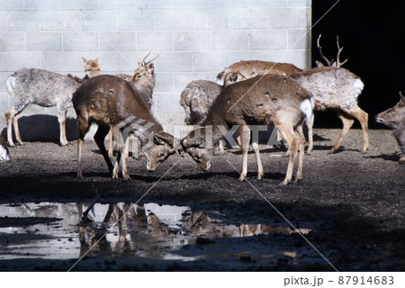 東国三社参り・鹿島神宮・茨城県鹿嶋市・武道の神様 87914683
