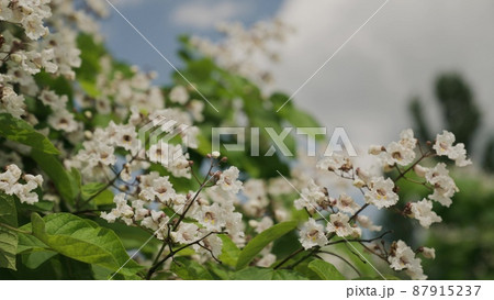 blooming green chestnut sways in the wind against the blue sky. summer tree branches background. blooming spring. blooming green chestnut sways in the wind against the blue sky. summer tree branches background. blooming spring. 87915237