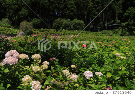 紫陽花 87915640