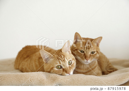 ねこちゃん親子の日常風景（すっかり大きくなりました） 87915978