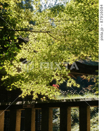 長寿寺　境内の青紅葉　滋賀県湖南市 87916084