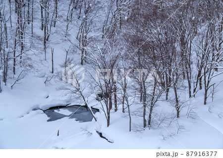 森の水辺 森の水辺 87916377