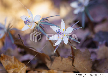 セツブンソウ 87916470