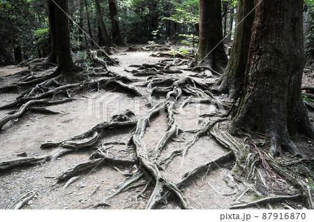 鞍馬寺 木の根道 京都市左京区 鞍馬寺 木の根道 京都市左京区 87916870