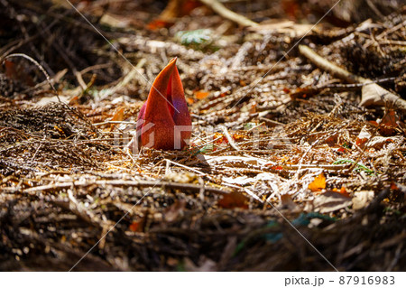 ザゼンソウ 87916983