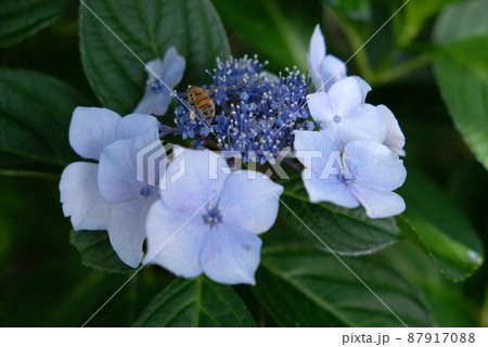 高尾山 : 水色の紫陽花とミツバチ 高尾山 : 水色の紫陽花とミツバチ 87917088
