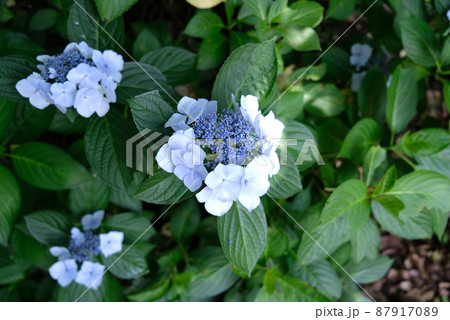高尾山 : 蕾を残した水色の紫陽花 高尾山 : 蕾を残した水色の紫陽花 87917089