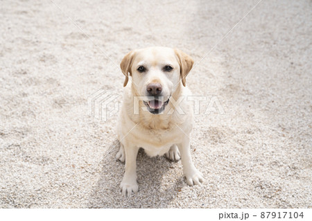 お座りして微笑むラブラドールレトリバー 87917104