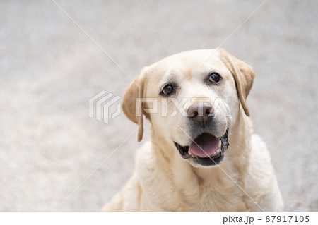 微笑むラブラドールレトリバー 87917105