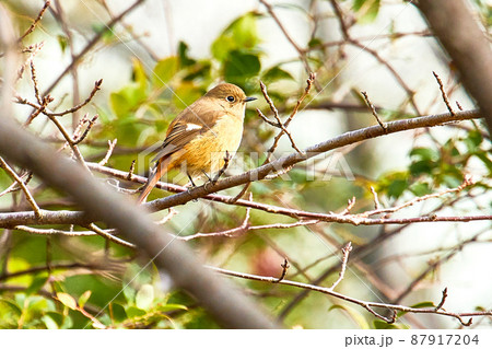 ジョウビタキ 87917204