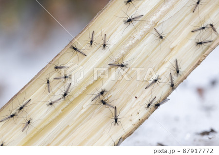 樹液に集まるユスリカの成虫 樹液に集まるユスリカの成虫 87917772