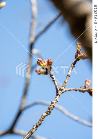 桜　蕾 87918019