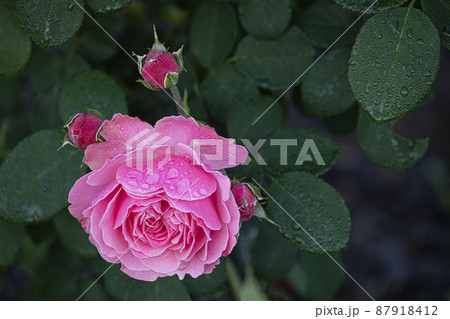 バラ バラの花 露 87918412