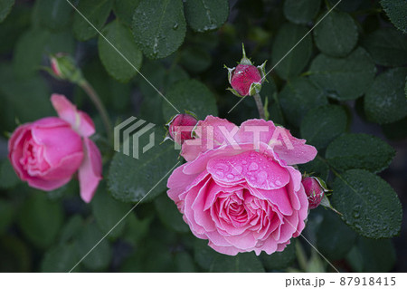 バラ バラの花 露 87918415