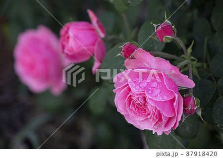 バラ バラの花 露 87918420