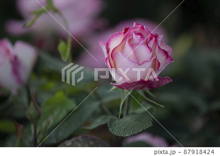 バラ バラの花 露 87918424