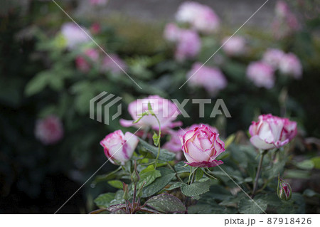 バラ バラの花 露 87918426