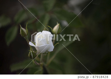 バラ バラの花 露 87918428
