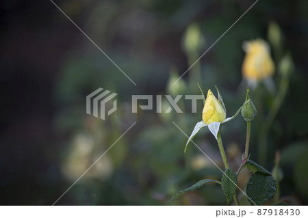 バラ バラの花 露 87918430
