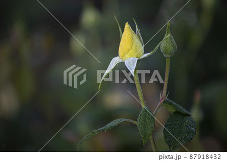 バラ バラの花 露 87918432