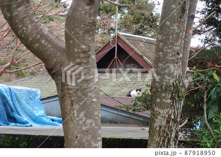 屋根の上の猫 87918950