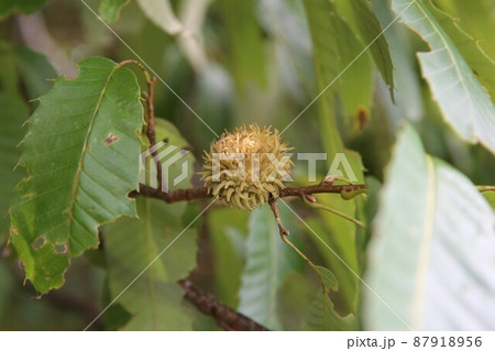 くぬぎ くぬぎ 87918956