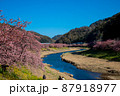 川沿いの桜 87918977