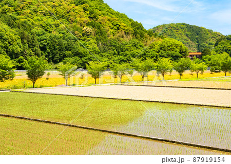 田植を終えた美しい田園風景です。緑の小山と空がとてもきれいです。日本の田園の美しさをどうぞ。島根県 87919154