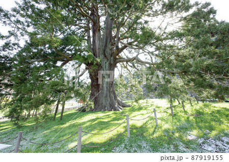 朝日を浴びる杉沢の大杉　天然記念物　福島県 87919155