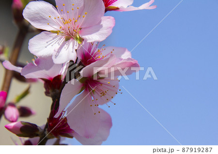 可愛いアーモンドの花 87919287