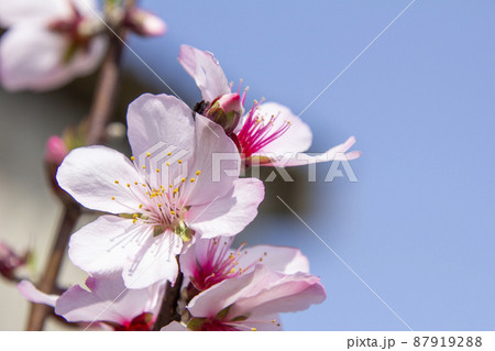 可愛いアーモンドの花 87919288