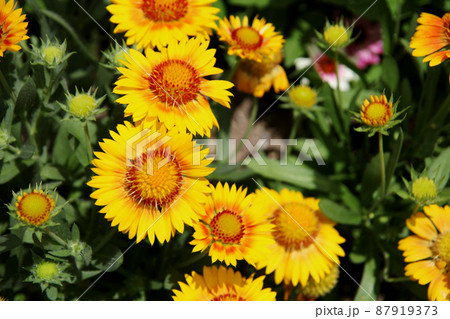 ガイラルディア 87919373