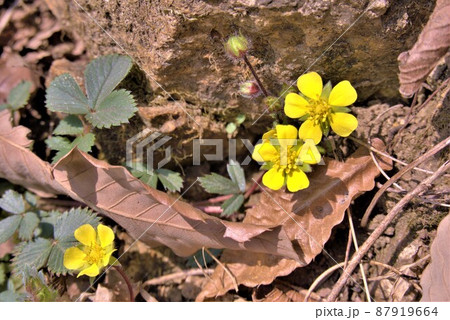 キジムシロ 植物 花 87919664