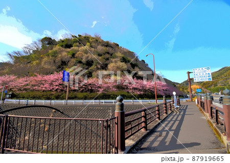 静岡市丸子桜（河津桜）イラストタッチ220314pm3:12 87919665