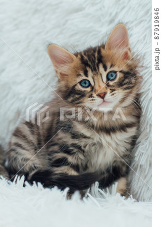 Cute dark grey charcoal long-haired bengal kitten sitting on a furry blanket. Cute dark grey charcoal long-haired bengal kitten sitting on a furry blanket. 87919846