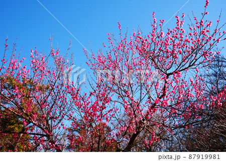 梅　紅千鳥（神奈川県：大倉山公園） 87919981
